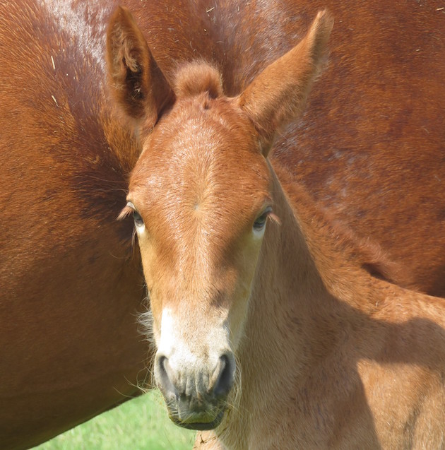 SuffolkFilly3