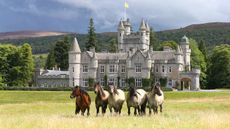 Balmoral-Castle-Highland-Ponies_139649642_214235101.jpg