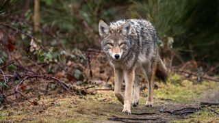 A coyote on a forest trail