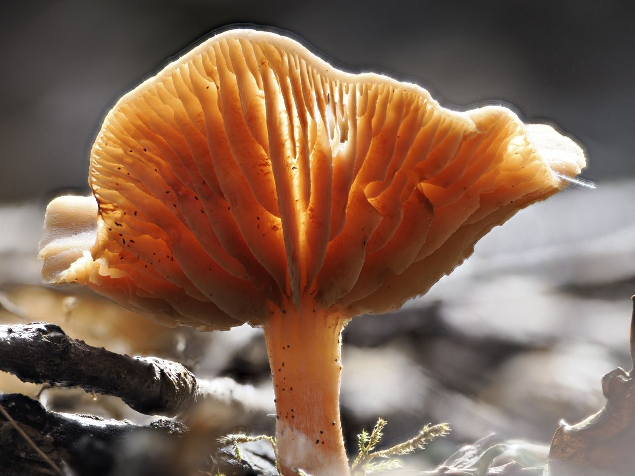 Macro photo of a mushroom with strong backlighting