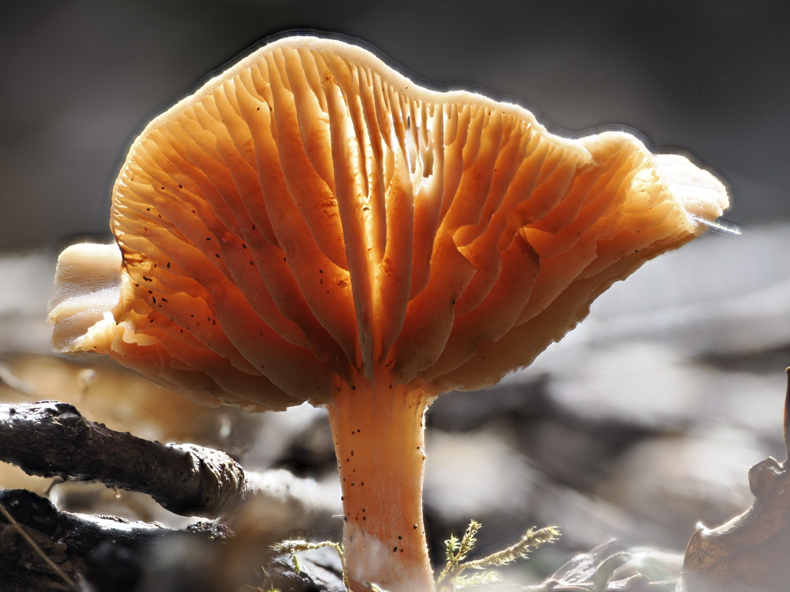 Macro photo of a mushroom with strong backlighting