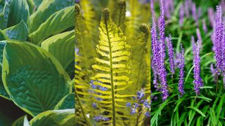 a collage image showing hostas, ferns and liriope, evergreen plants for shade gardens