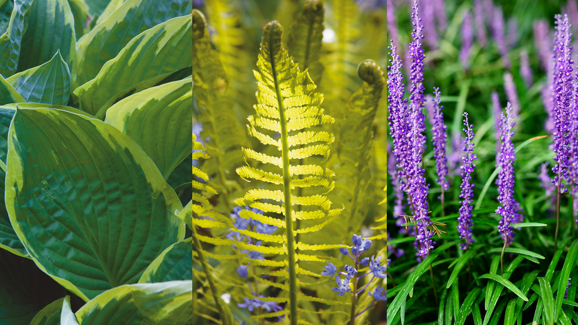 Hostas, ferns and liriope are evergreen plants for shade gardens