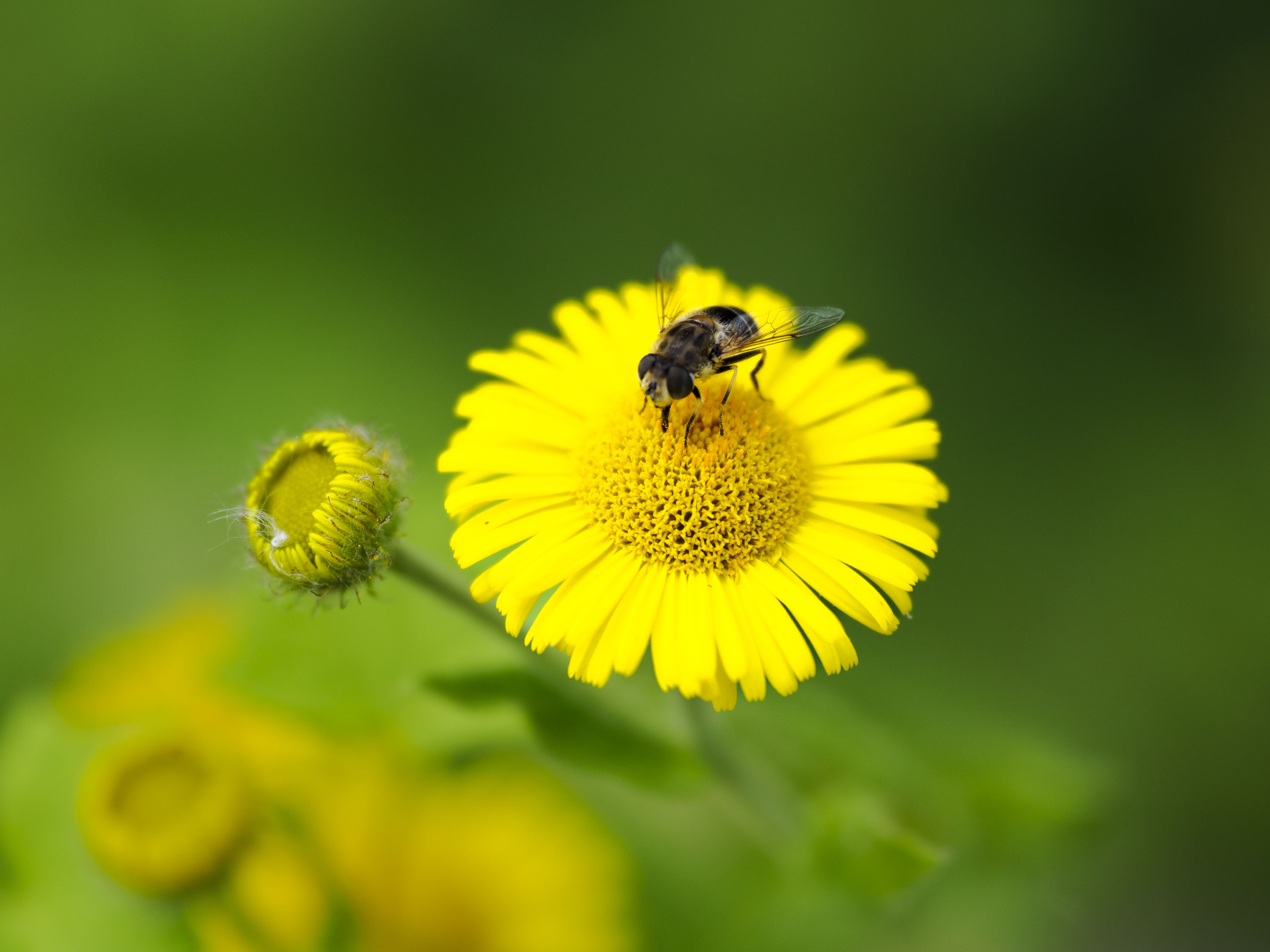 OM System 50-200mm F2.8 sample gallery: hoverfly on a flower close up