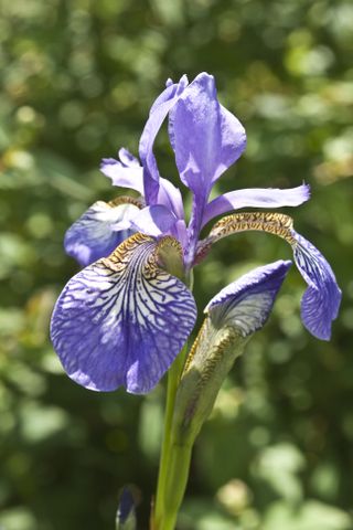 purple iris for rain garden ideas