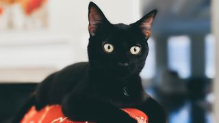 Bombay cat sitting on top of couch