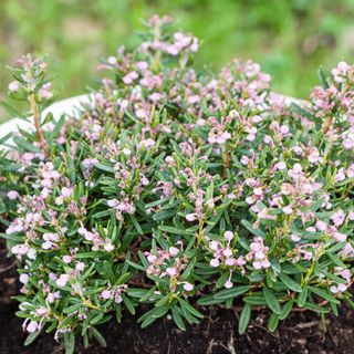 'Blue Ice' Bog-rosemary, Rosling (Andromeda polifolia) Alamy M618NW