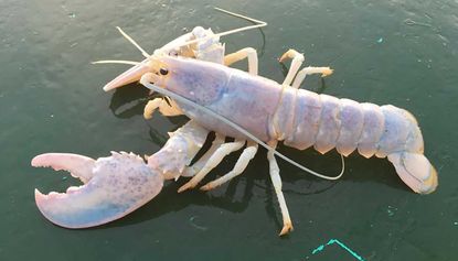 An extremely rare ‘ghost lobster’ has been caught off the coast of Maine