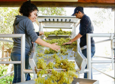 california wine harvest photos