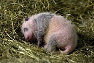 It's nap time for the sleepy new panda cub.
