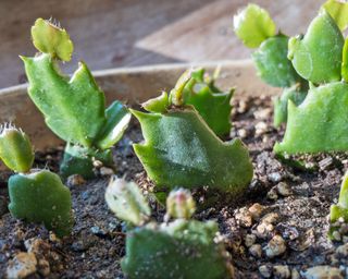 Propagating Thanksgiving cactus with rooted cuttings