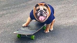 Skateboarding dog Chowder the skateboarding Bulldog