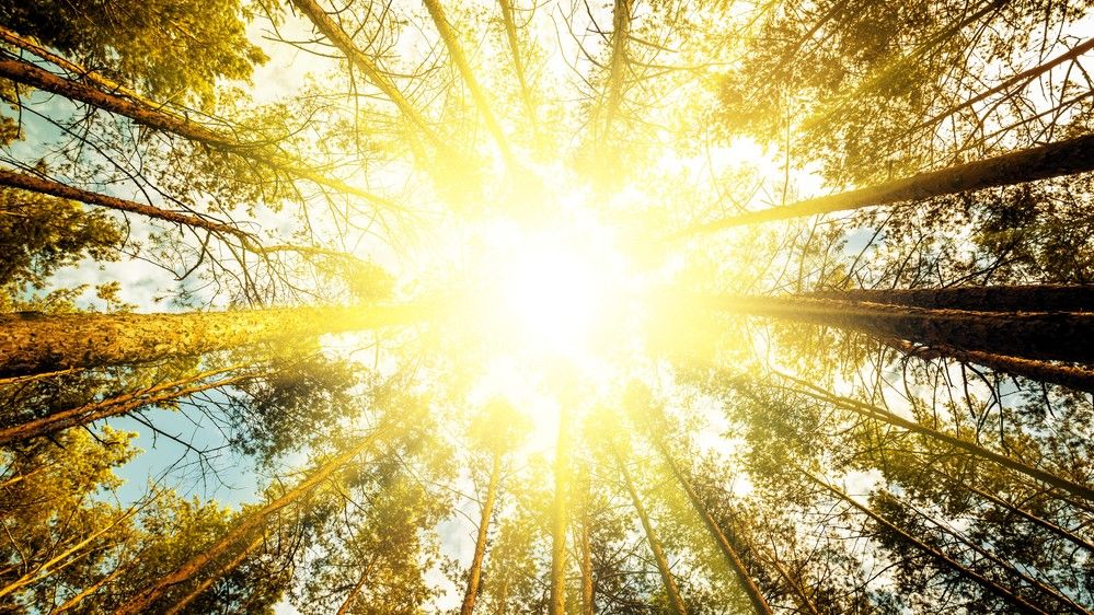 Scientists accidentally discover photosynthesis doesn't work exactly like we thought it did