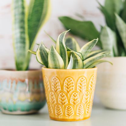 bird's nest snake plant in yellow pot with other plants