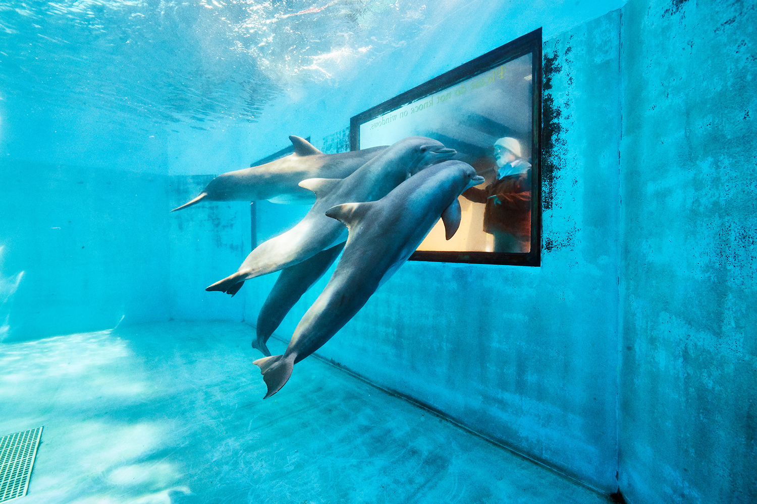 Laurance Doyle with Dolphins, Vallejo, California, 2018