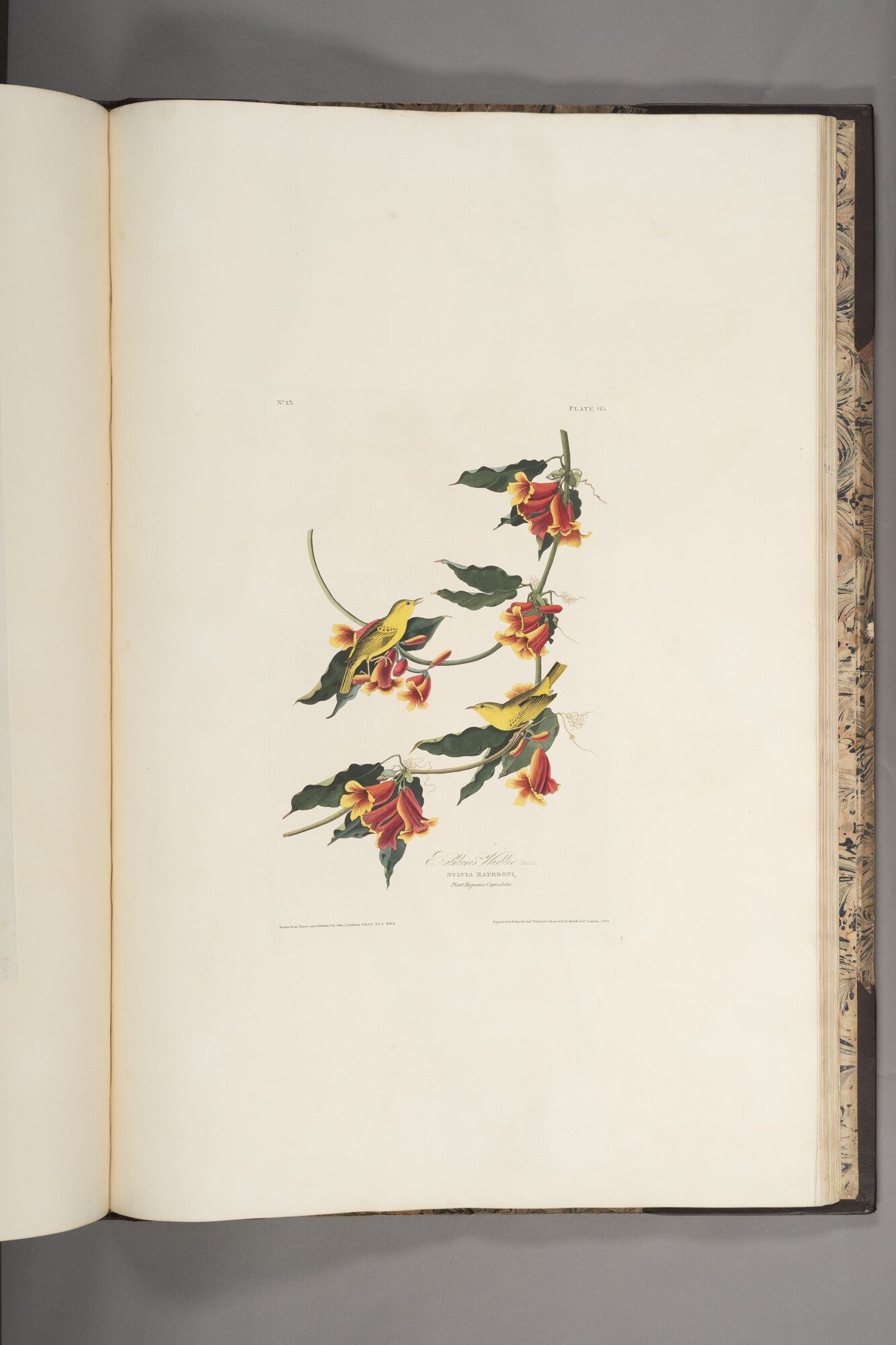 The Rathbone Warbler from Birds of America