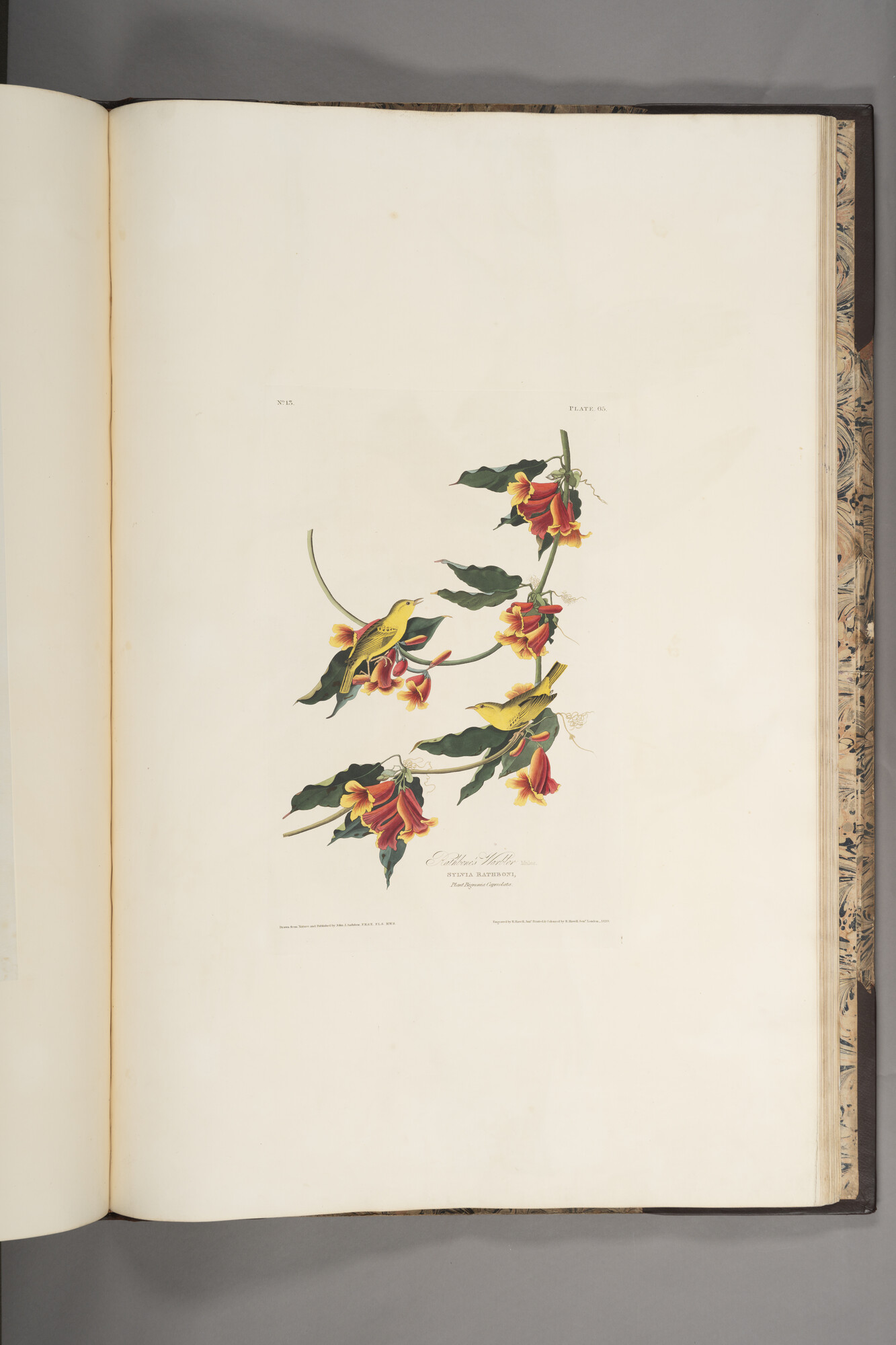 The Rathbone Warbler from Birds of America