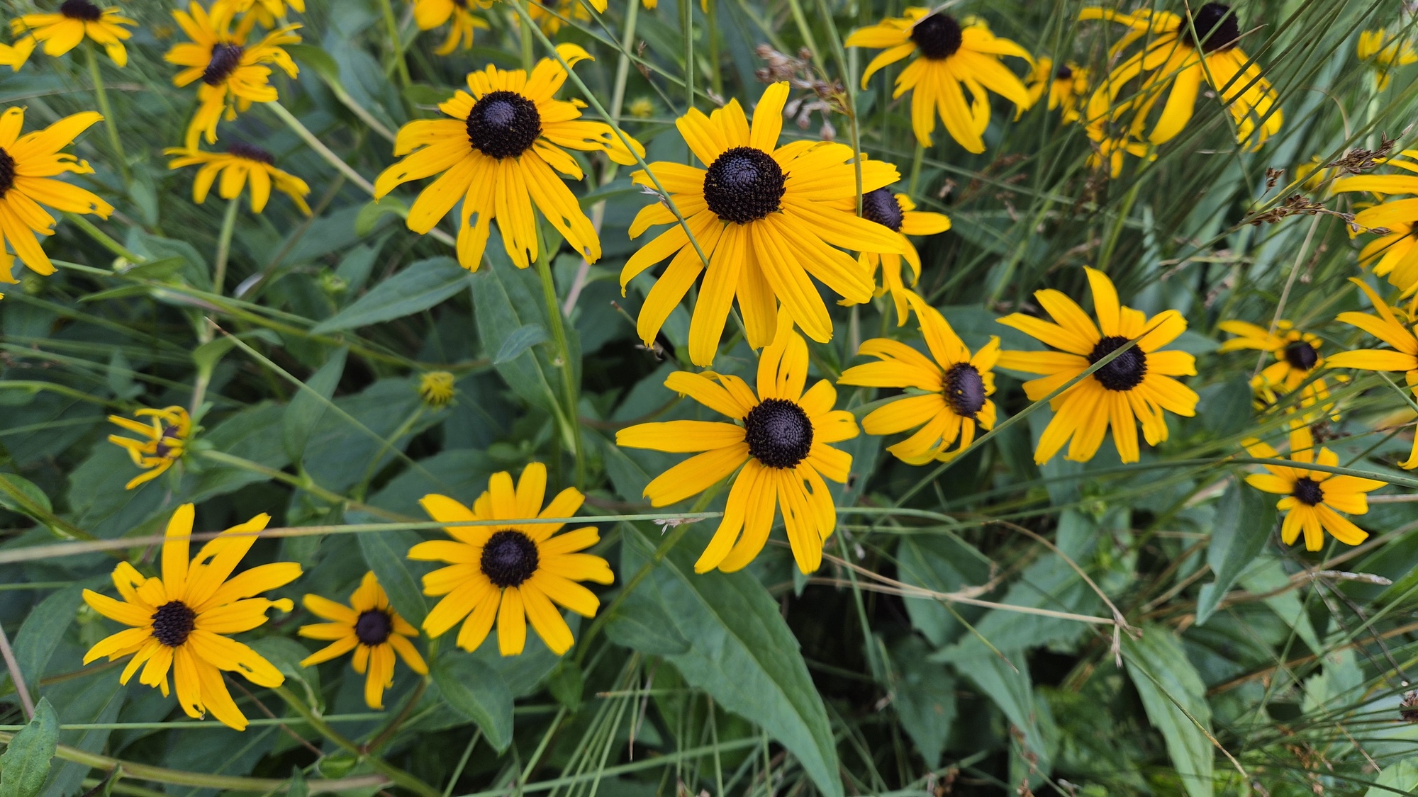 galaxy z flip 7 shot of yellow flowers