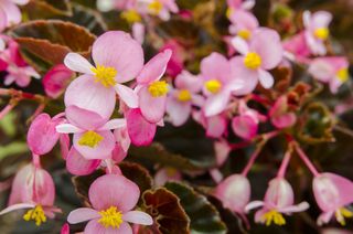 A close-up of pink begonias