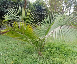 majesty palm growing in back garden