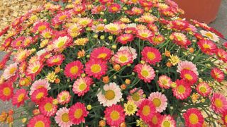 how to grow chrysanthemums: Marguerite Hybrid Aramis