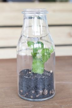 Close Up Of Plant Growing In Glass Bottle