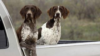 2 German shorthaired pointers