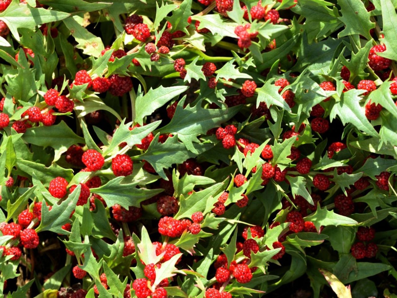 Strawberry Spinach Plants