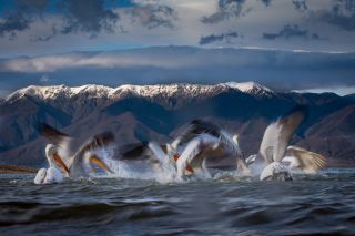 How to photograph pelicans from the shore with Sean Weekly