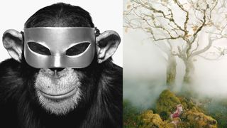 A composite image featuring a black and white close-up of a chimpanzee wearing a silver mask on the left, and a color image of a mossy, gnarled tree shrouded in fog on the right.