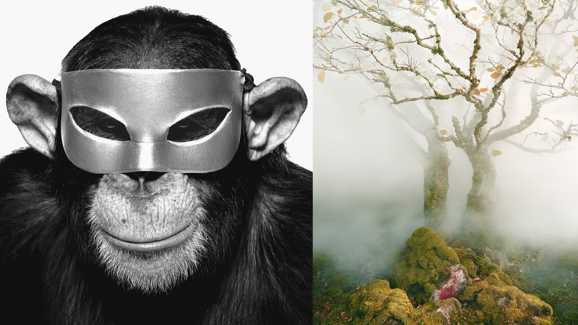A composite image featuring a black and white close-up of a chimpanzee wearing a silver mask on the left, and a color image of a mossy, gnarled tree shrouded in fog on the right.