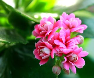 Close-up of pink kalanchoe flowers