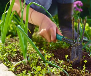 getting rid of weeds by hand