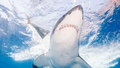 Great white sharks are at ‘high risk’ of extinction 