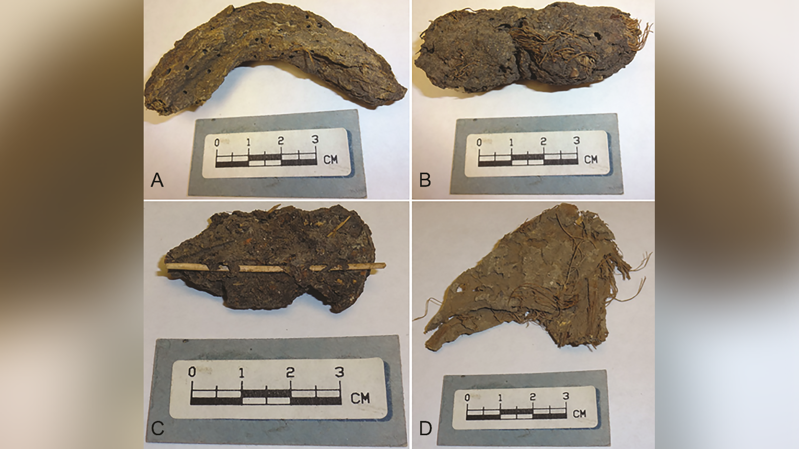 four dried feces on a table with scale bars