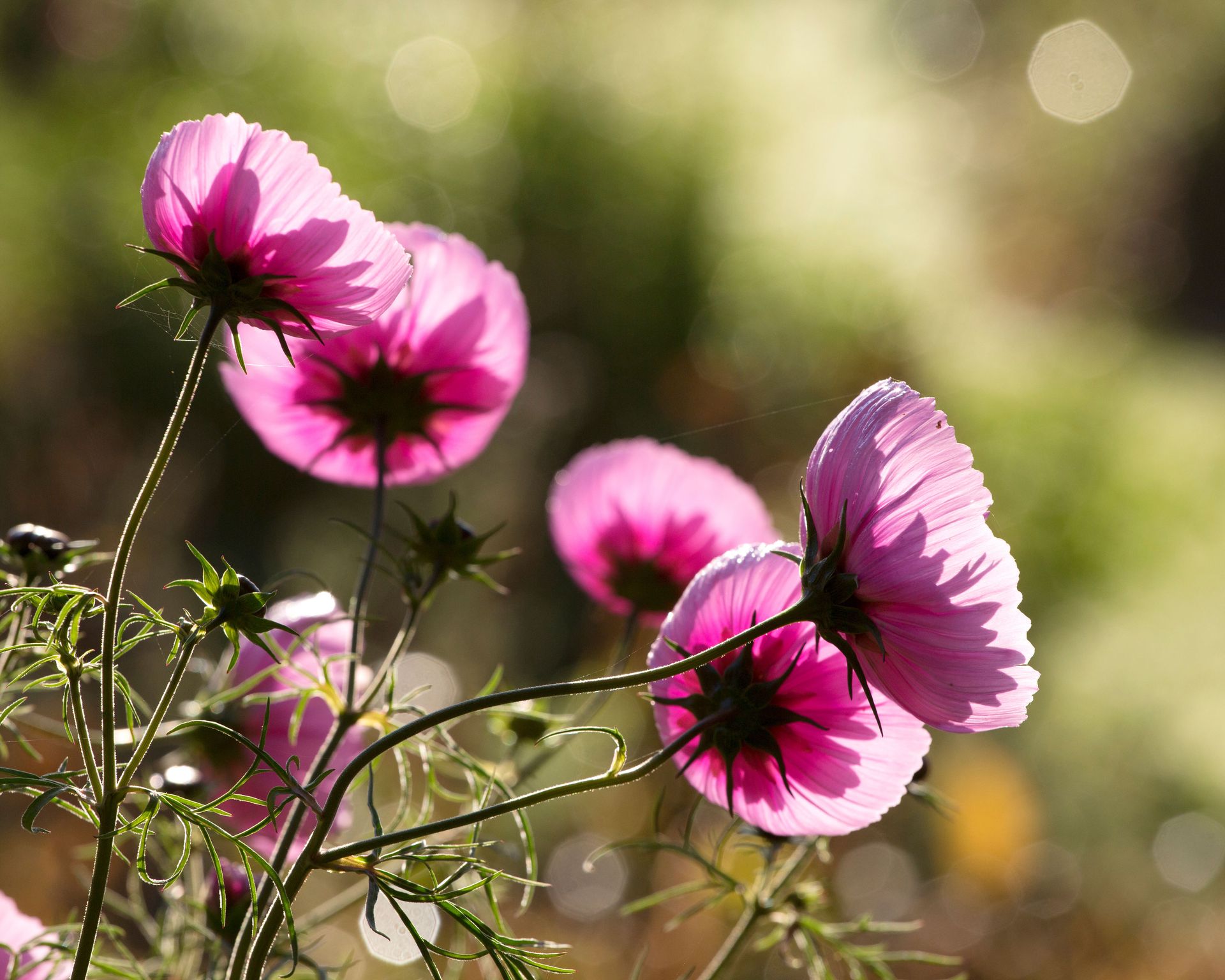 How to grow cosmos expert tips on when and where to plant Homes