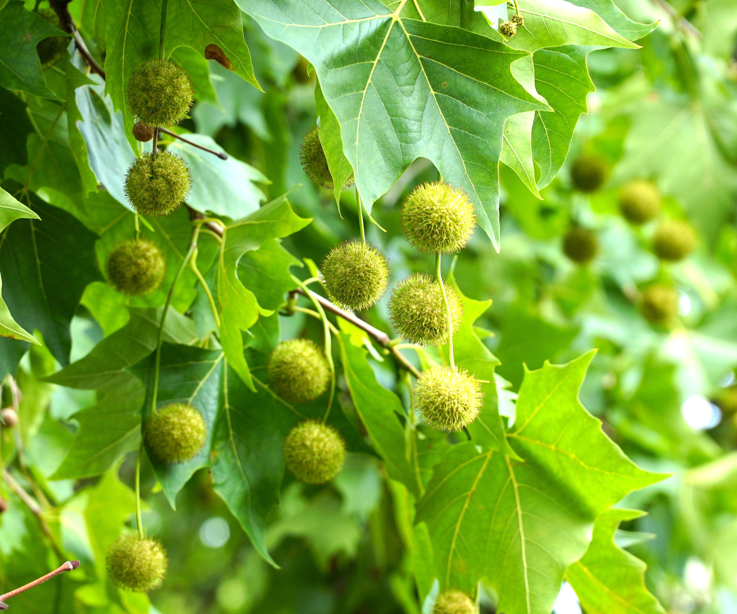sycamore tree showing developing buttonballs