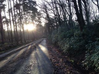 The low hanging light streams threw the trees during a great training ride in Belgium.