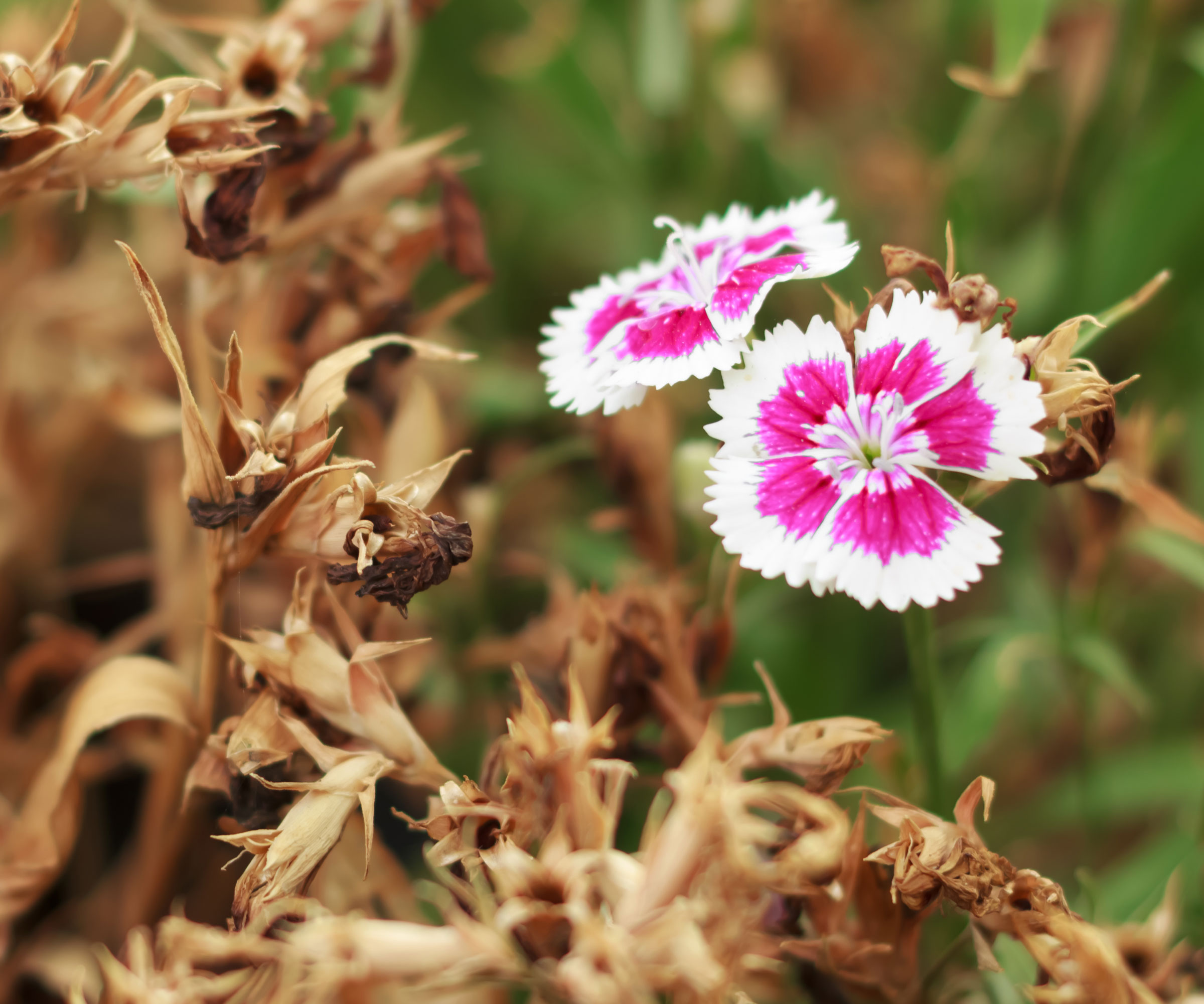 two dianthus flowers surrounded by dead flower heads