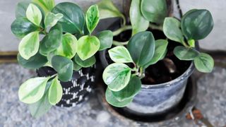 A bird's eye view of the Peperomia obtusifolia in a grey pot and saucer