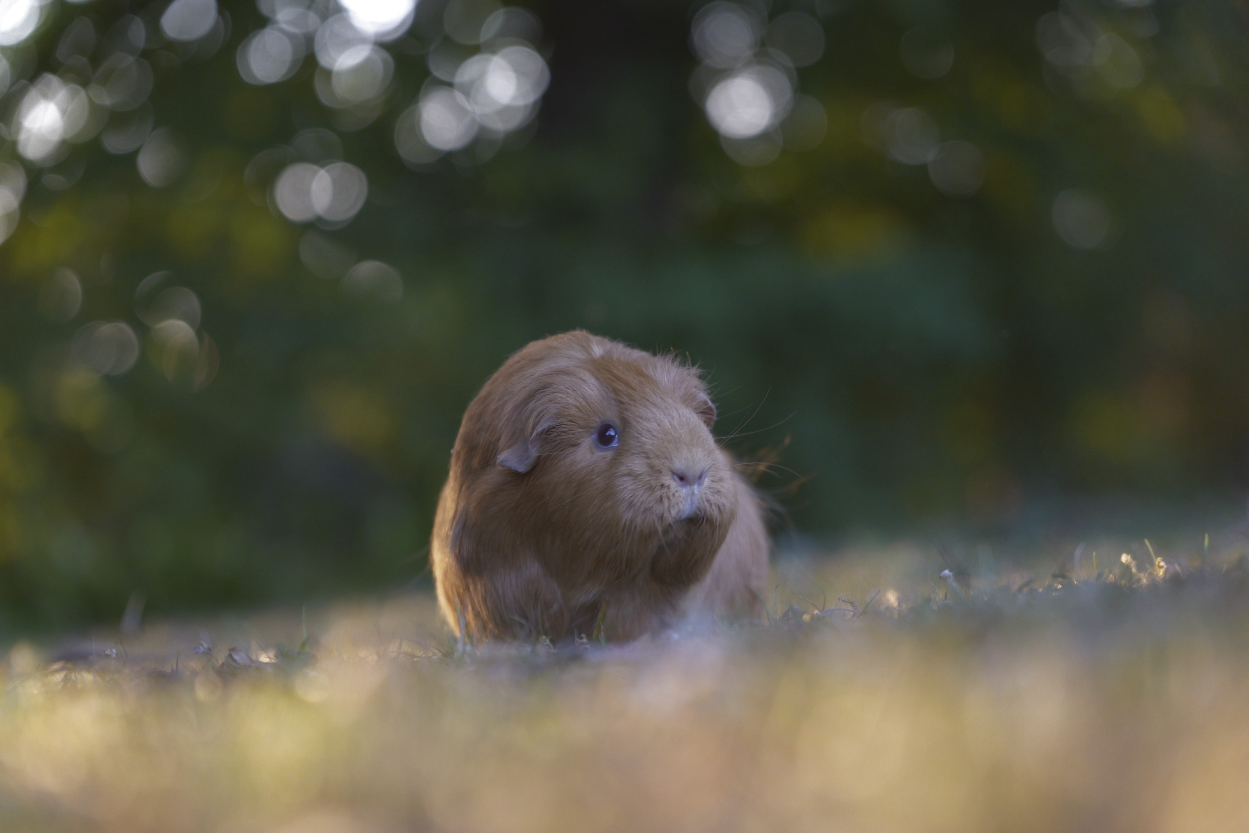Panasonic Lumix S1 II sample gallery: guineapig portrait, in golden light