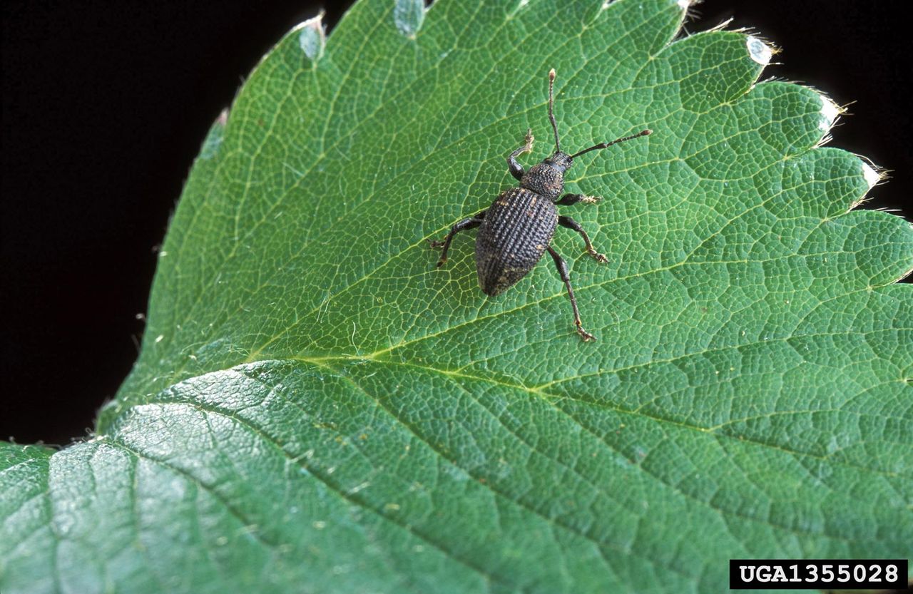 Black Vine Weevil Insect On Leaf