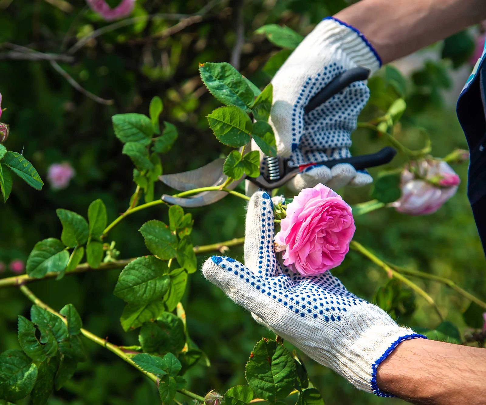 How to grow rose cuttings in potatoes simple steps to try Homes
