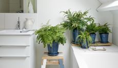 houseplants in a bathroom