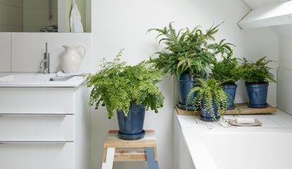 houseplants in a bathroom