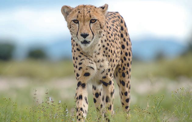 Ever wondered what it’s like to hunt like a cheetah, swim like a turtle or have an eagle’s eye view of the world?