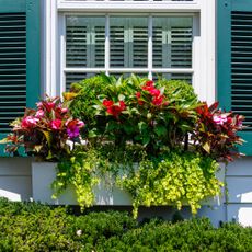 Creeping Jenny in window box