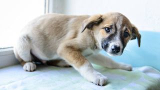 can dogs have panic attacks - a dog looking scared