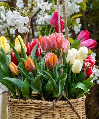 tulips in hanging basket