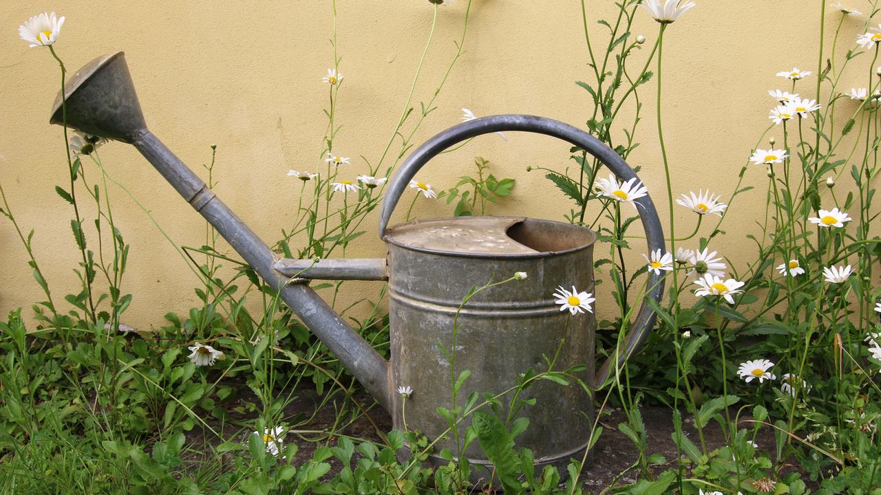 watering can with daisies in backyard